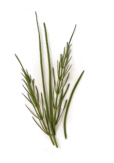 Horsetail Extrac