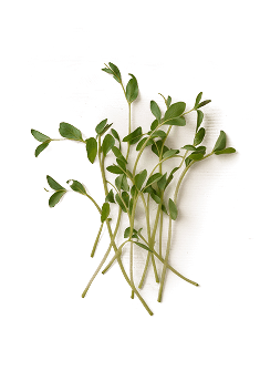 Pea Sprout Extract